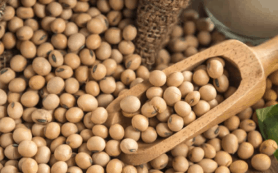 Teleconnections and the need for Midwest August rainfall for corn/soybean crops