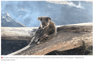 Australia burning up, Alaska’s summer of fire and no ice, Brazil coffee dryness beginning to get noticed