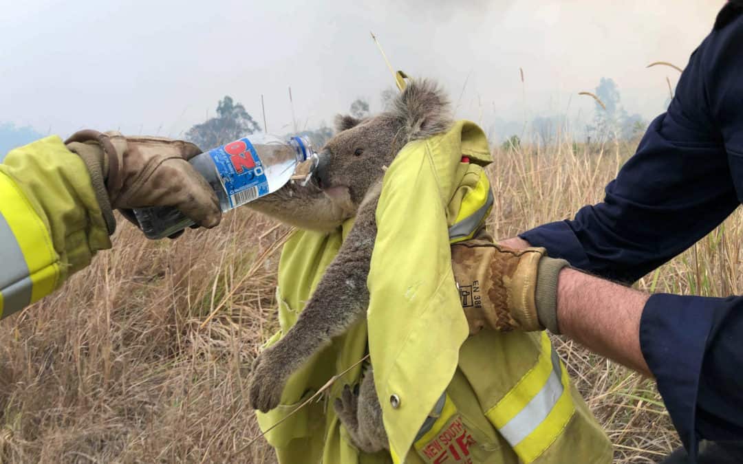 Drought Easing Rains To  Hit Australia, But Animal Extinction Crisis From Wildfires