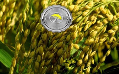 Will Brazil Weather Become Too Wet for Coffee and Soybeans?