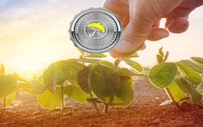 Argentina Soybeans In Need of Rain, While Brazil Coffee May Be Too Wet