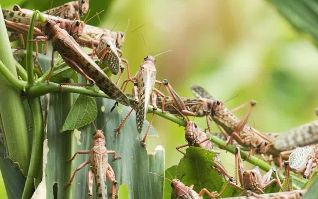 Wet Weather And Climate Change Could Be Responsible For The New Swarm Of Locusts