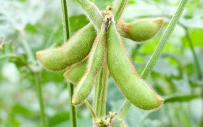 Why Have Soybean Prices Bucked The Bearish Trend of Most Commodities?
