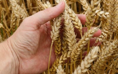 Weather Driving Wheat Market: Russia