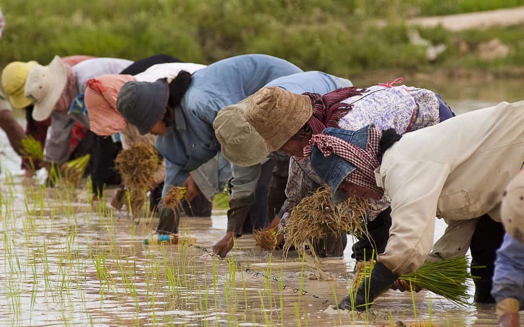 Transplanting Cambodian rice
