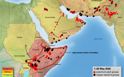Locusts Near India’s Rice Lands; World Bank and NOAA Weigh In