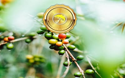 The BestWeather Spider, Coffee Futures Crashing, And A Developing La Nina May Still Offer Some Hot Summer Risks