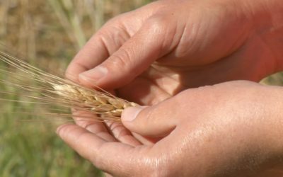 A Look At Global Wheat Weather and Drought Relief Coming for Parts of Southern Plains