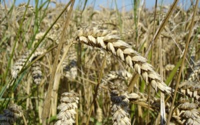 The Collapse in Grain Prices