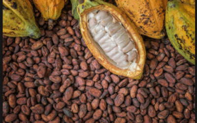 Flooding Rains In Parts Of West Africa Need To Stop To Insure A good Cocoa Crop