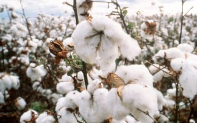 Locusts, COVID, Economy: What Impacts Cotton?