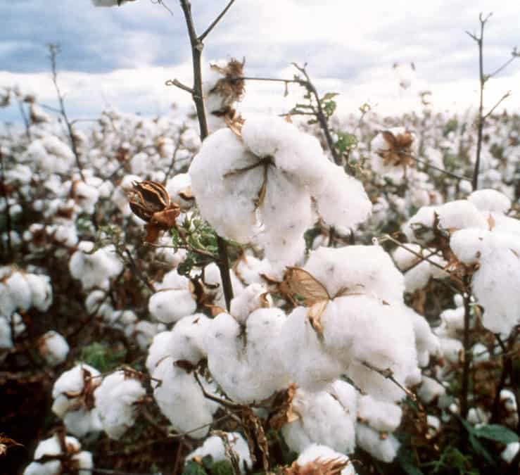 Cotton growing