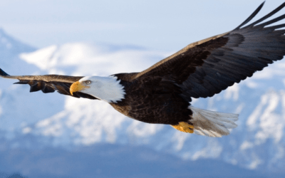 Soaring grain prices: download your free issue of climatelligence and long-range outlook