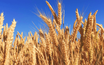 How the arctic pig (Polar Vortex) is hurting wheat crops around the world