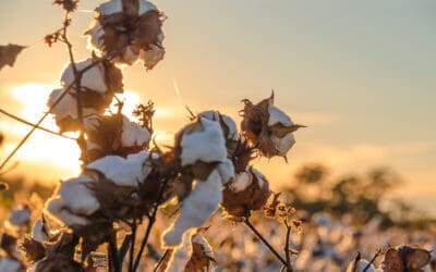 Why the drought will ease for Texas cotton farmers