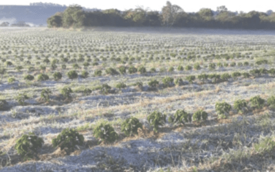 COFFEE FROST UPDATE AS SPRING WHEAT PRICES SOAR ON GLOBAL WEATHER PROBLEMS