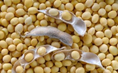 weather extremes will continue to hit brazil crops and commodity markets