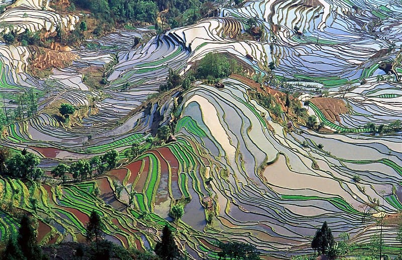 Terraced rice fields in Yunan, China