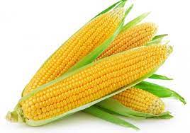 What is Niño12  and How It Is Causing Potential Adverse Weather For U.S. Wheat and Global Corn Areas?
