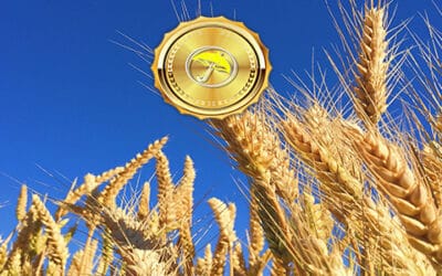 Why Did Coffee Prices Soar But Wheat Prices Collapse?