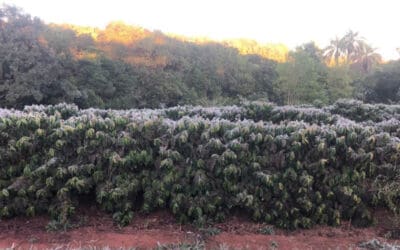 Which Factors Normally Contribute To Brazil’s Coffee Frosts?