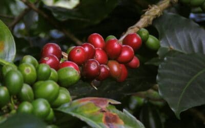CYCLES SUGGEST A LONGER TERM BEAR MARKET IN COFFEE
