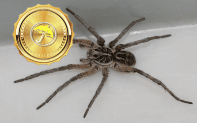 Flash Drought For Western Corn Belt;  Texas Cotton,  Big Heat For Natural Gas & Sample Of New Best Weather Spider