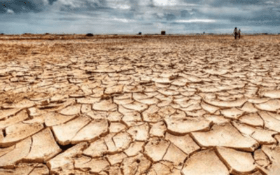 The Argentina Drought & Factors Affecting The Grain Market