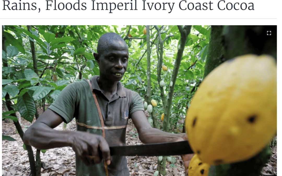 Heavy Rains Hit West Africa Cocoa. Is it because of El Nino?