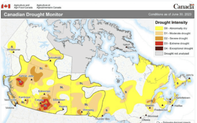 The Canadian Drought, The Truth about El Niño & Why Grain Prices Are Exploding Again