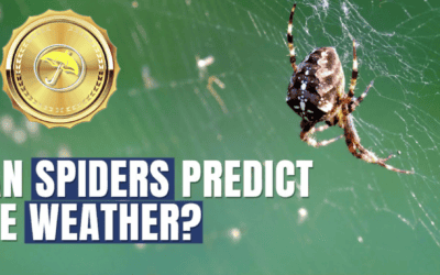 Historic Global Heat Waves, El Niño & BestWeather Spider Commodity Trade Sentiment