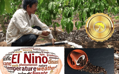 Vietnam Faces Worst Coffee Drought in Decades – Corn Crop in Argentina Hit by Disease Outbreak Amid Volatile Global Grain Weather