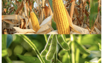 As Predicted in April: No La Niña Summer & Negative AO Index Means Huge Corn and Soybean Crops