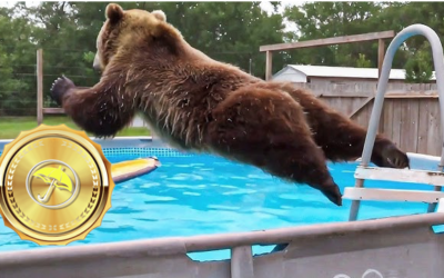 Don’t Dive Long: The El Niño Bear Trap